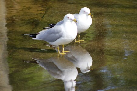 Natural seagull