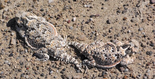 Horned lizard phrynosomaanimal oregon