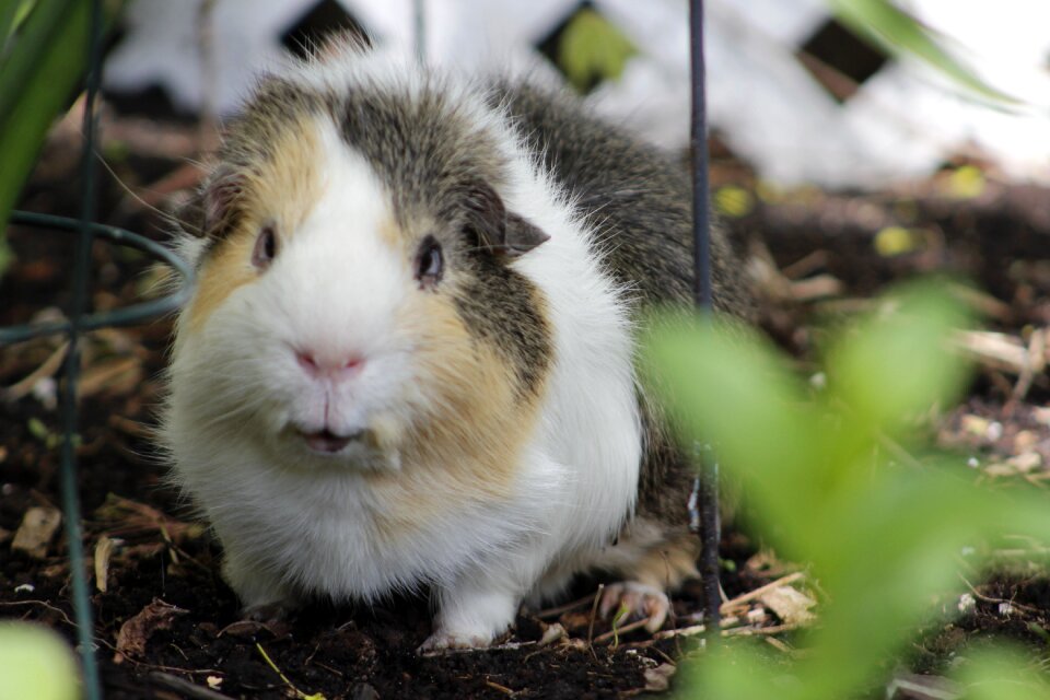 Cute mammal adorable