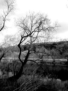 Tree dark nature