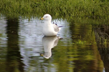 Natural seagull