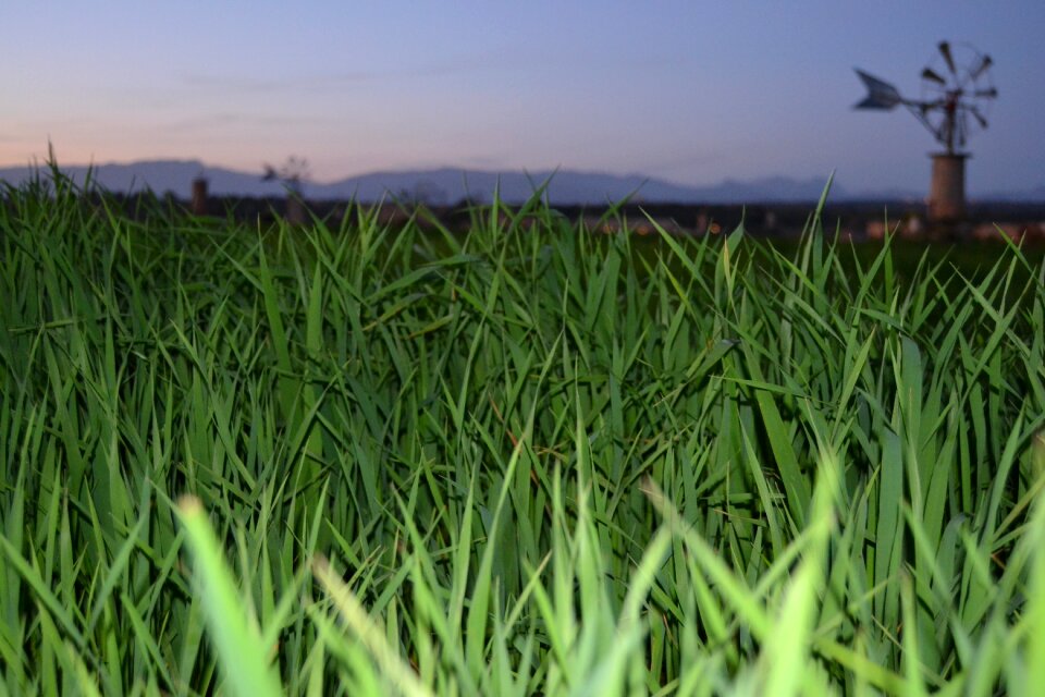 Mallorca plants landscape