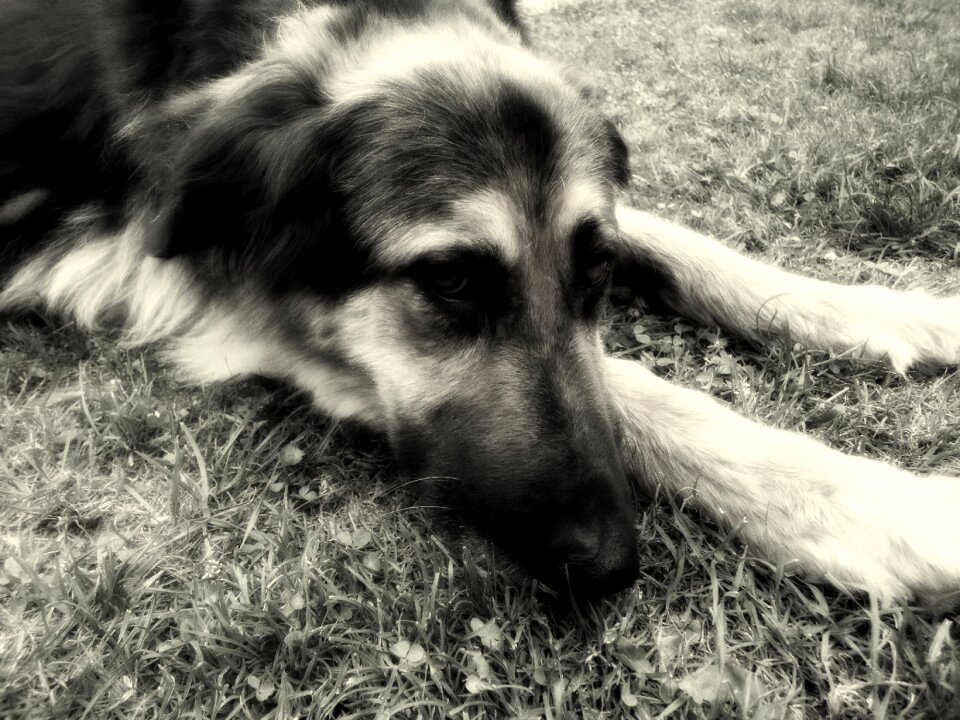 Black and white pet mammal