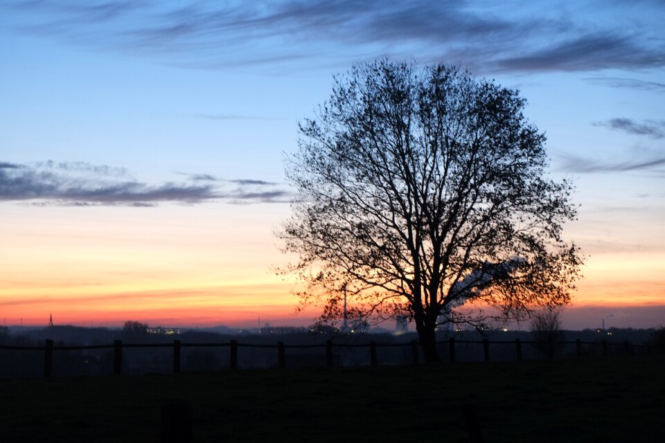 Sunset tree evening sun