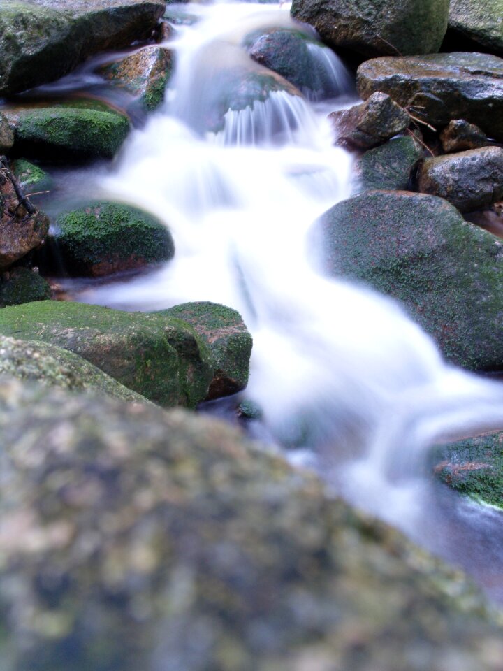 Flow murmur forest