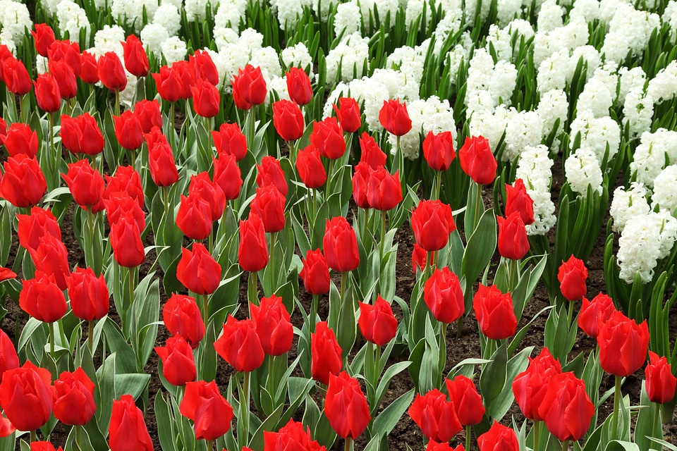 Color colorful dutch