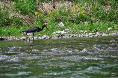 Nature birds water photo