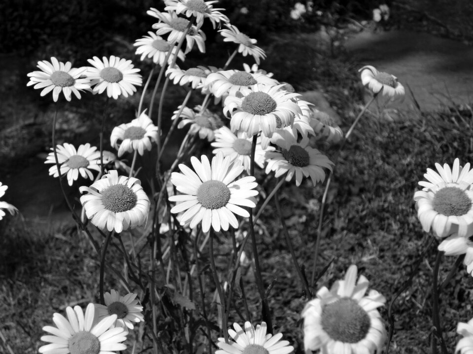 Spring white nature flower