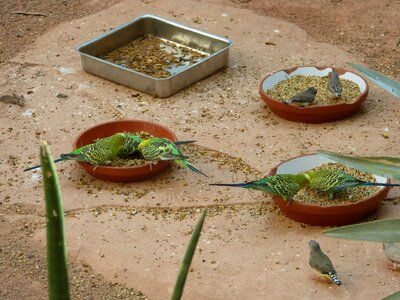 Zoo grains together