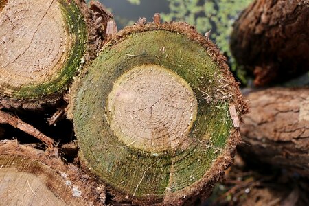 Stakes moss trees