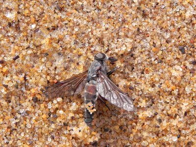 Insect death macro photo