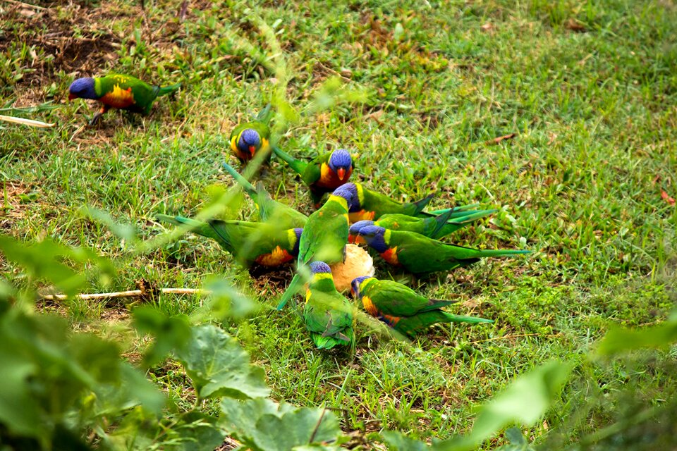 Bread flight colourful