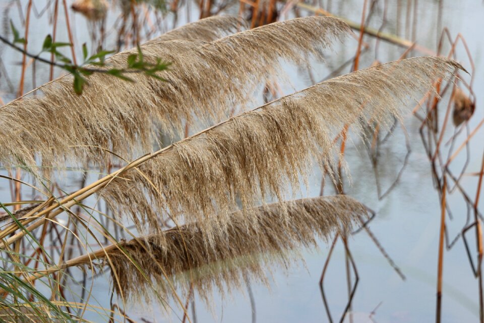 Reed pond wetlands