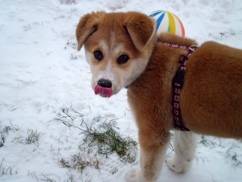 Dog nature Free photos