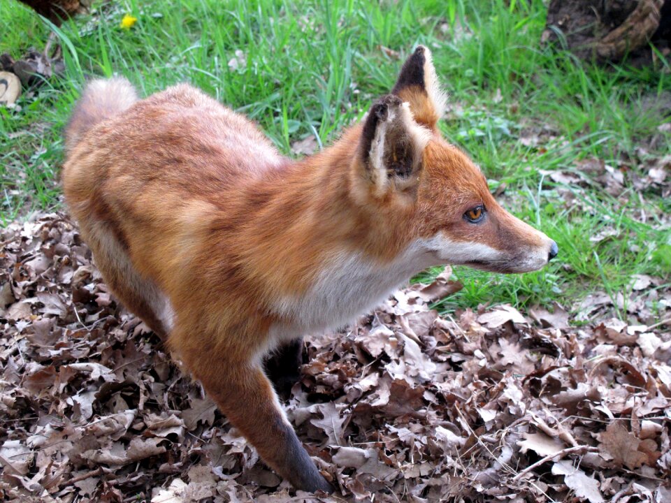 Fuchs forest nature
