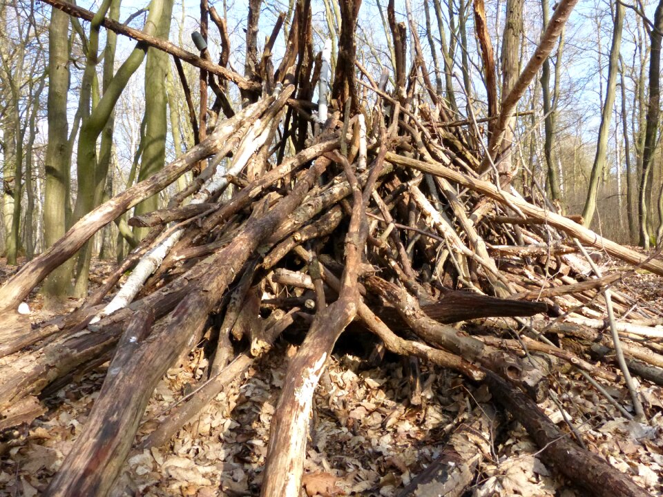 Mystical forest tree trunks