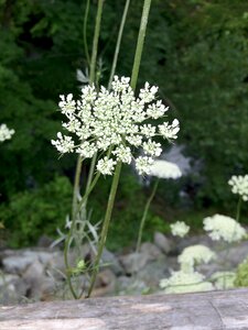Lace meadow flora