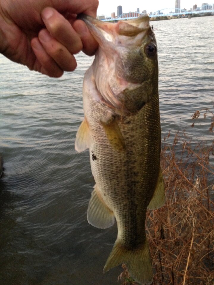 Yodogawa bus fish black bass