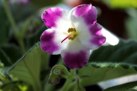 Petal purple delicate photo