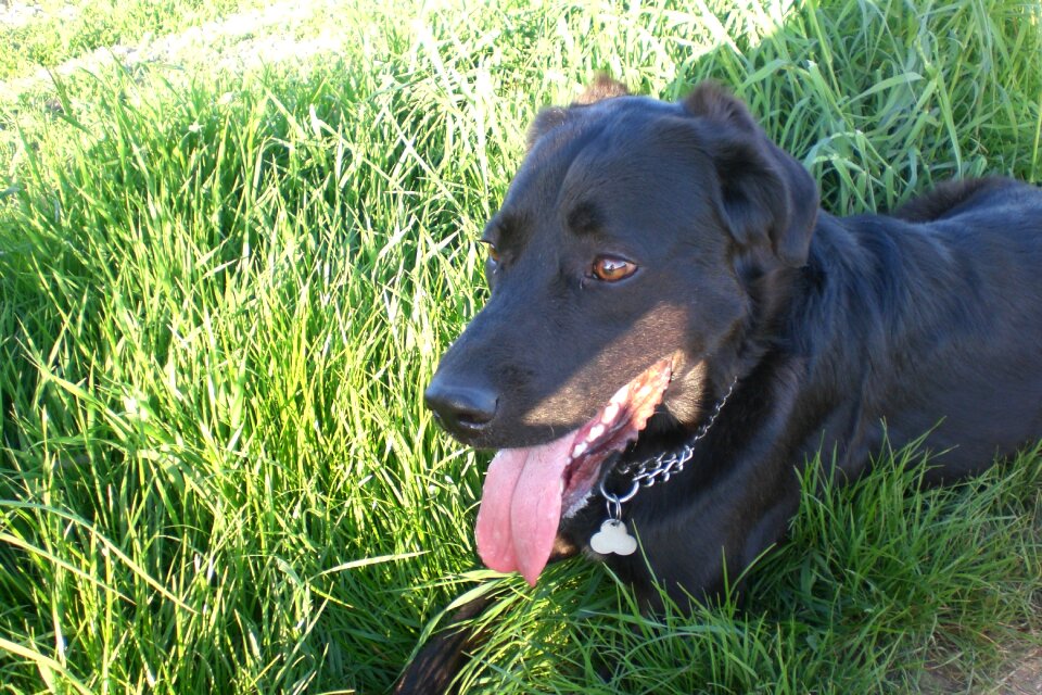 Dog meadow dog on meadow