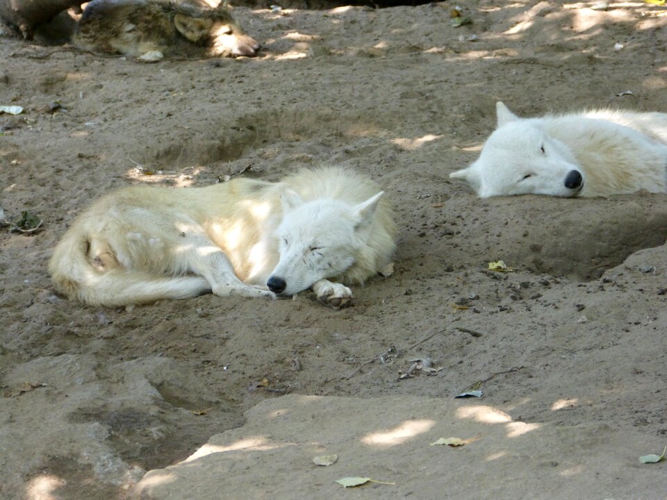 Carnivores zoo white