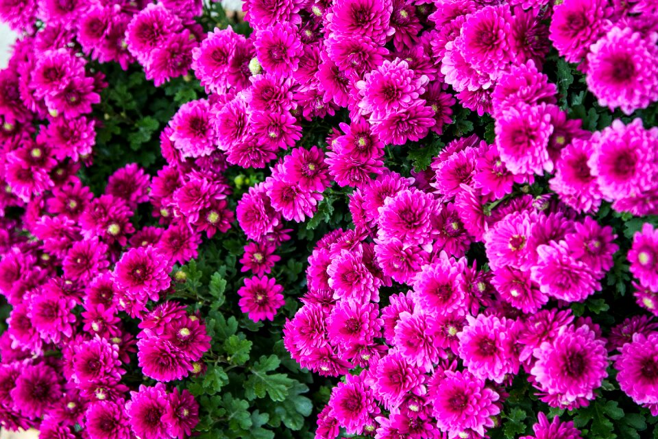 Daisy blossom blooming