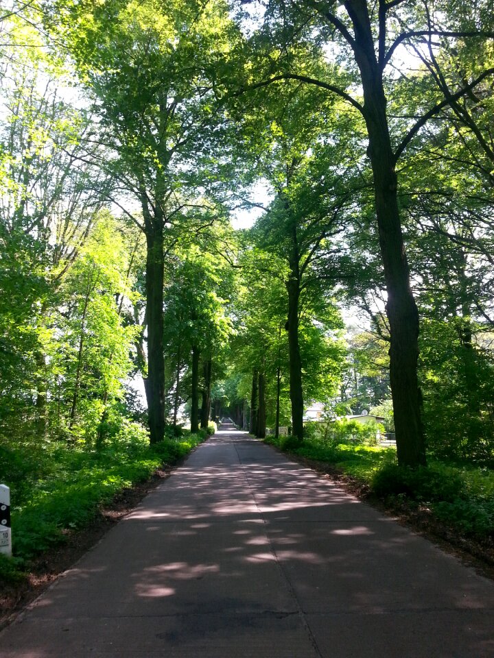 Road nature tree lined avenue