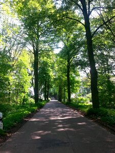 Road nature tree lined avenue