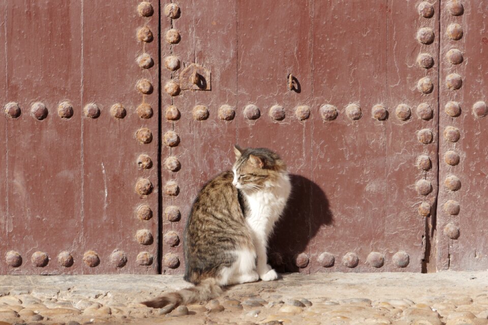 Cat old door marocco