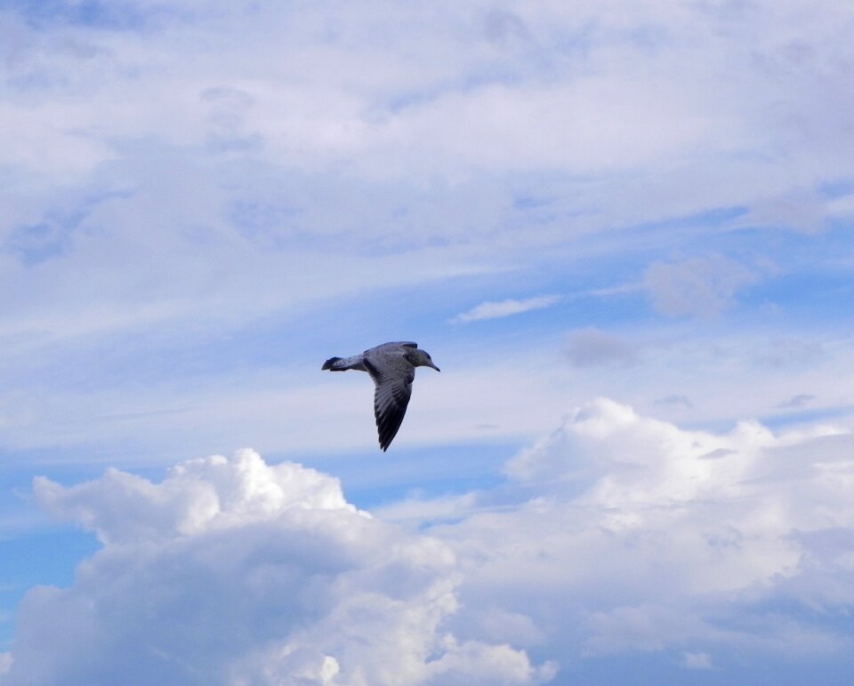 Nature bird wildlife