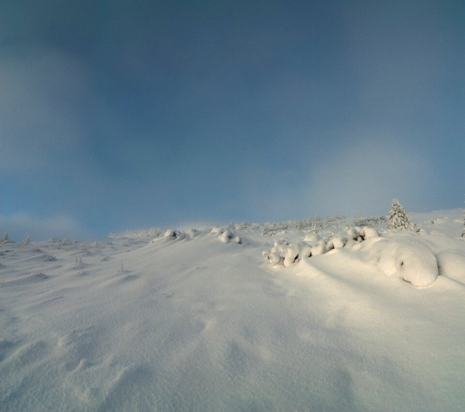 Cold white frost
