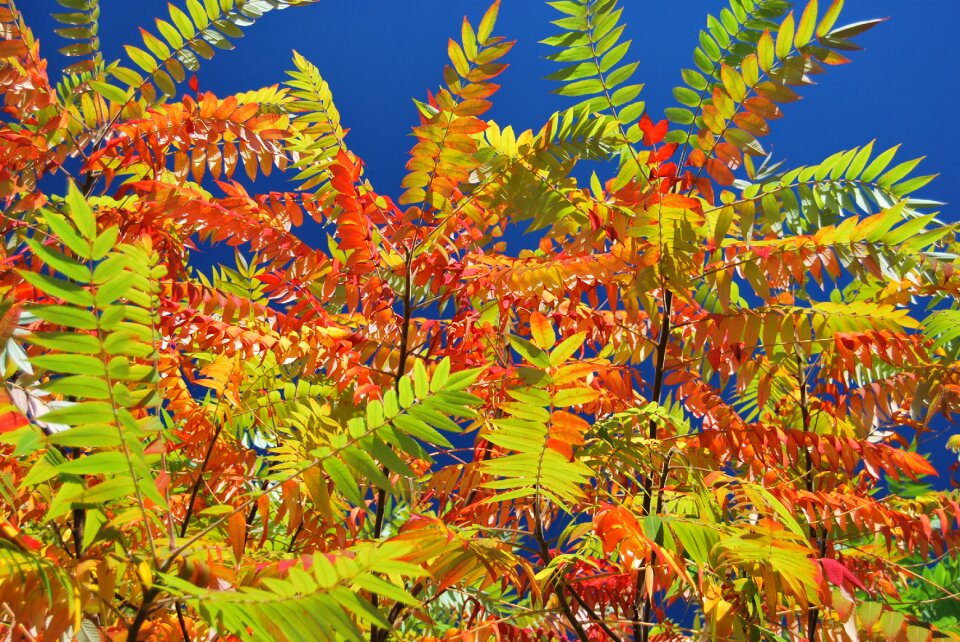 Nature colored colors