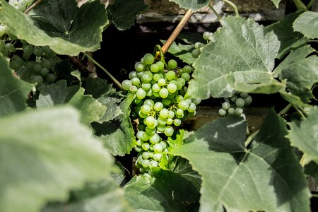 Plant green grapes leaves
