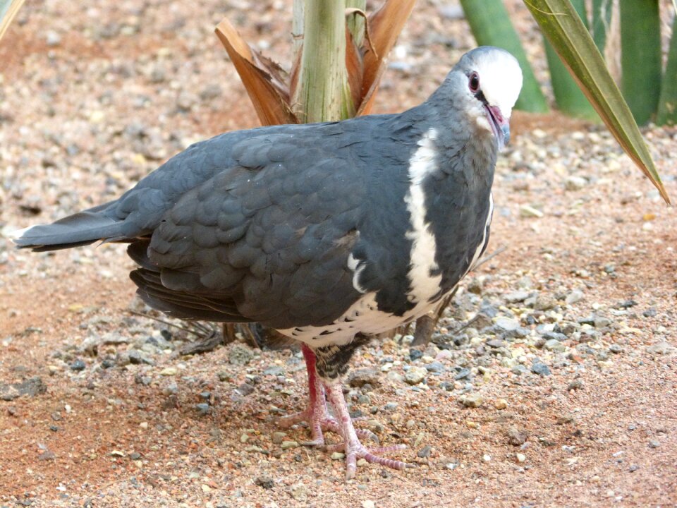 Nature wing standing