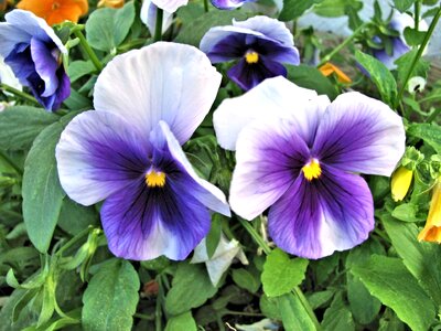 Purple flower outdoors photo