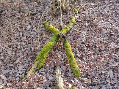 Forest nature green