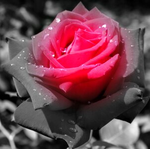 Rose flowers schwarzrot