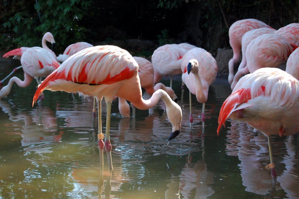 Flemish zoo free animals