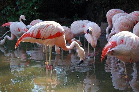 Flemish zoo free animals