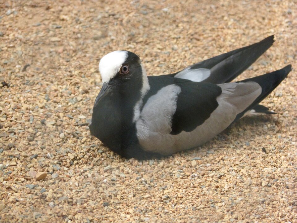 Animal feather black