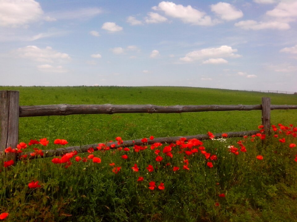 Flowers plant fields