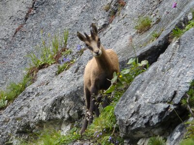 Wild animal gams rupicapra