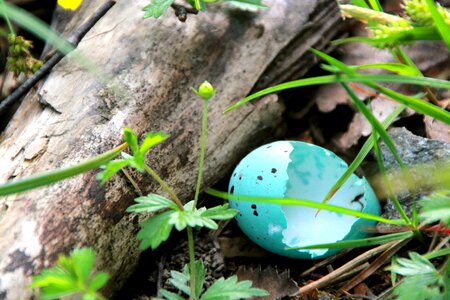 Hatched measured raged nesting photo