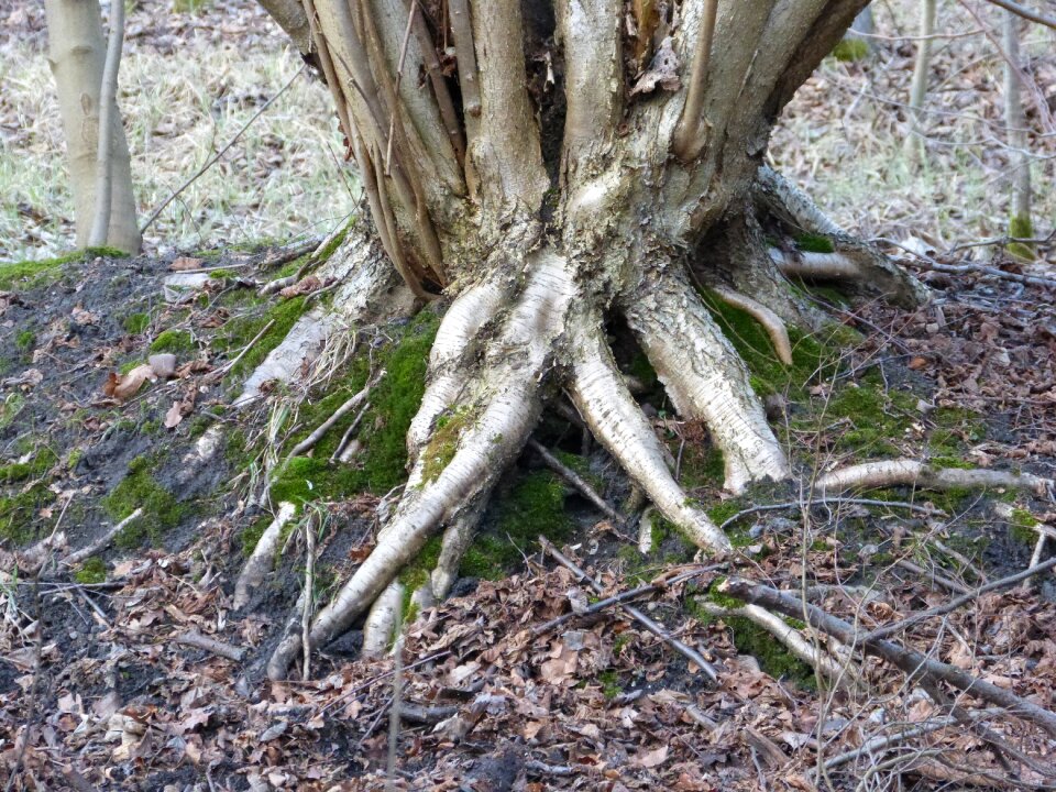 Forest wood mis shapen