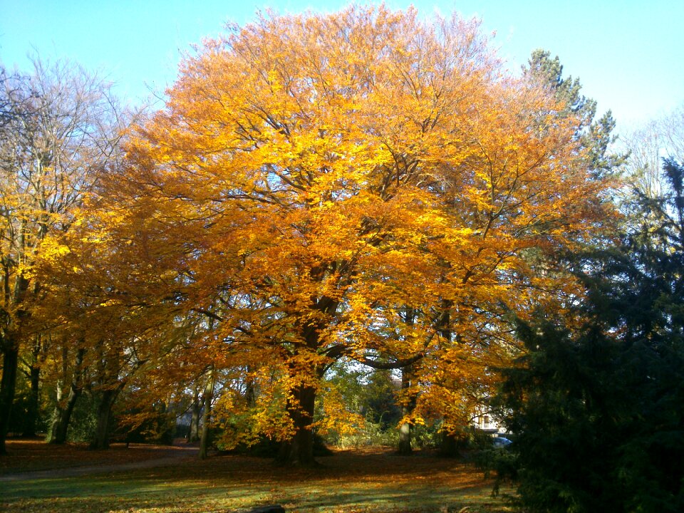 Shining leaves leaves in the autumn