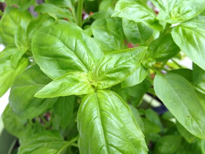 Fresh basil herb photo