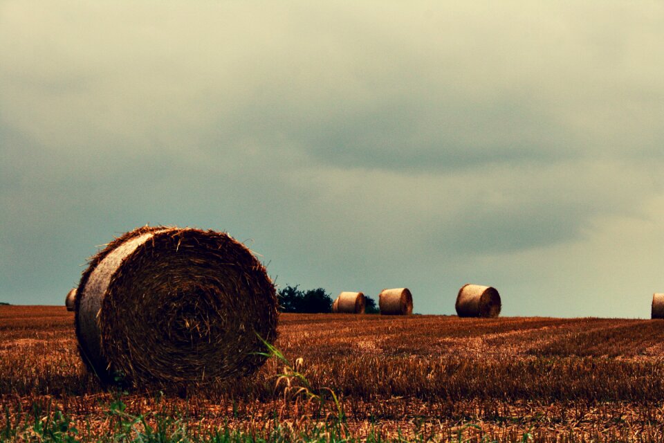 Bale harvest straw bales