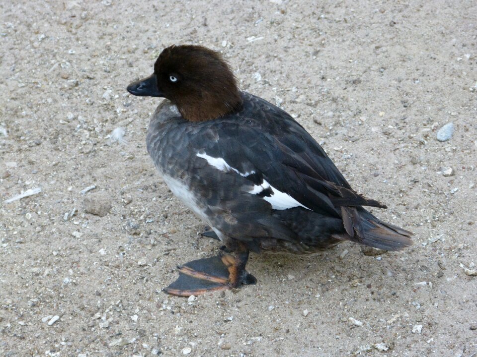 Young animal plumage