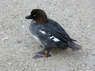 Young animal plumage