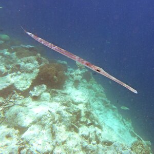 Snorkeling reef coral reef